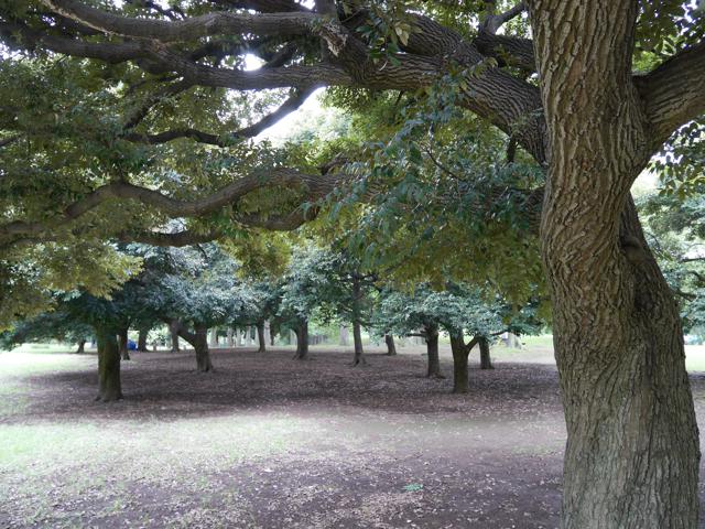 สวน Yoyogi 2